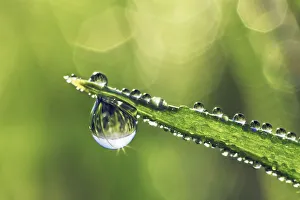 Farm Land Prints: Corn and dewdrops - Germany, Bavaria, Upper Bavaria, Munich, Taufkirchen