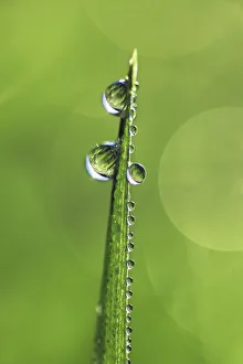 Green Prints: Corn and dewdrops - Germany, Bavaria, Upper Bavaria, Munich, Taufkirchen