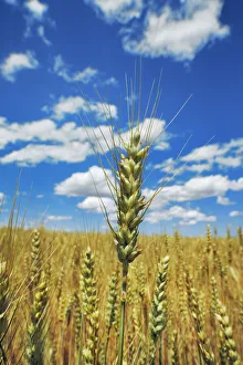 Corn Prints: Corn field and cumulonimbus clouds - USA, Oregon, Sherman, Grass Valley, east of