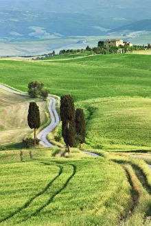 Terrapille Prints: Corn field and cypresses - Italy, Tuscany, Siena, Val d Orcia, Pienza, Terrapille