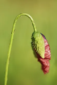 Poppy Prints: Corn poppy bud - Germany, Mecklenburg-Vorpommern, Vorpommern-Greifswald, Strasburg