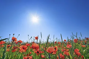 Farm Land Prints: Corn poppy in corn field - Germany, Bavaria, Upper Bavaria, Munich, Taufkirchen