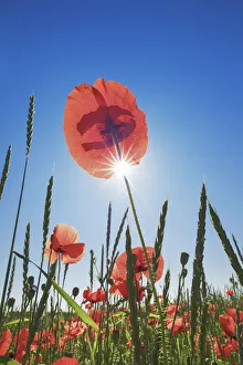 Corn poppy in corn field - Germany, Bavaria, Upper Bavaria, Munich, Taufkirchen