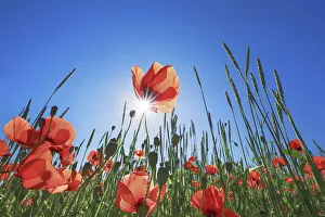 Corn poppy in corn field - Germany, Bavaria, Upper Bavaria, Munich, Taufkirchen
