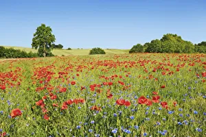 Poppy Prints: Corn poppy and cornflowers in barley field - Germany, Mecklenburg-Vorpommern