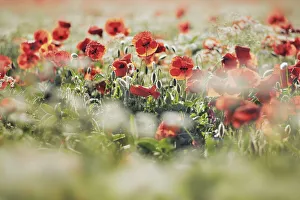 Poppy Prints: Corn poppy and cow parsley - Italy, Tuscany, Siena, Val d Orcia, Pienza, south of