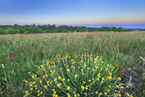 Corn poppy field - France, Provence-Alpes-Cote d Azur, Alpes de Haute Provence