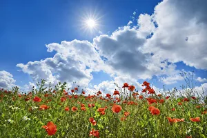 Poppy Prints: Corn poppy field - Germany, Bavaria, Upper Bavaria, Freising, Furholzen