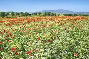 Poppy Prints: Corn poppy field on resting field - Italy, Tuscany, Siena, Val d Orcia, Pienza