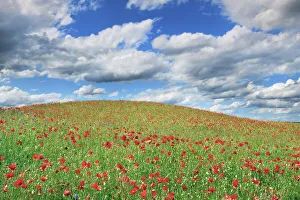 Cloud Gallery: Corn poppy - Germany, Bavaria, Upper Bavaria, Miesbach, Holzkirchen