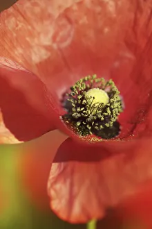 Poppy Prints: Corn poppy - Germany, Mecklenburg-Vorpommern, Vorpommern-Greifswald, Strasburg