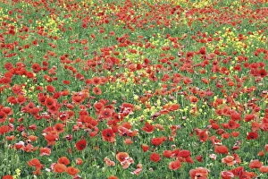 Poppy Prints: Corn poppy on resting field - Italy, Tuscany, Siena, Val d Orcia, Pienza