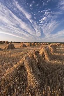 July Prints: Corn stooks harvested for thatching purposes, Devon, England. Summer (July)