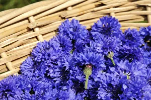 Kastelruth Prints: Cornflowers, Pflegerhof, Kastelruth, South Tyrol, Italy