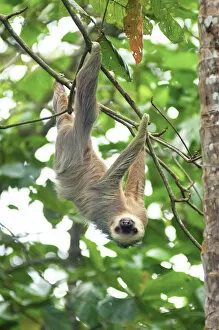 Images Dated 30th April 2015: Costa Rica, Cahuita, Cahuita National Park, Two-Toed Sloth, Lowland Tropical Rainforest
