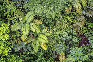 Tropical Destination Prints: Costa Rica, Central Highlands, Arenal National Park, Rainforest