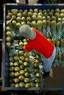 Images Dated 2nd December 2011: Costa Rica, La Virgen de Sarapiqui, Pineapple Plantation, Loading And Organizing Picked