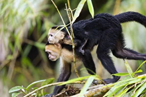 Costa Rica, Limon province, Tortuguero National Park, White Faced Capuchin (Cebus