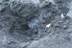 Images Dated 1st May 2015: Costa Rica, Limon province, Tortuguero National Park, a green turtle hatchling