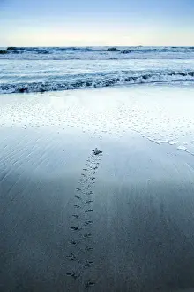 Costa Rica, Limon province, Tortuguero National Park, a green turtle hatchling