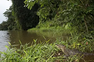 Costa Rica, Limon province, Tortuguero National Park, a spectacled caiman (Caiman