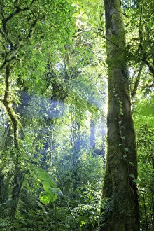 Images Dated 10th August 2015: Costa Rica, Monteverde, Monteverde Biological Reserve, Cloudforest