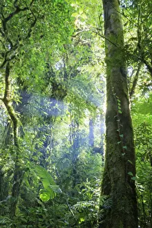 Ecotourism Prints: Costa Rica, Monteverde, Monteverde Biological Reserve, Cloudforest
