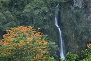 Leap Prints: Costa Rica, Orosi Valley, Salto de la Novia (Leap of the Bride) Cascades, Orange Flowering
