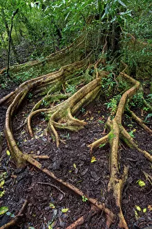Images Dated 17th January 2023: Costa Rica, Rincon de la Vieja national park, rainforest, Ficus benjamina tree