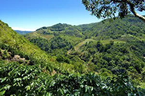 Coffee Prints: Costa Rica, San Marcos de Tarrazu, Area Known For Its High Quality Coffee