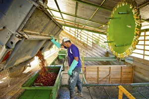Costa Rica, San Marcos de Tarrazu, Coffee Farm, Truckload Of Coffee Cherries Or Berries