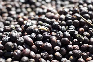 Costa Rica, San Marcos de Tarrazu, Coffee Farm, Coffee Cherries Or Berries Drying