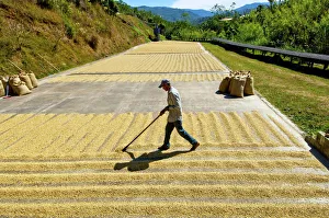 Costa Rica, San Marcos de Tarrazu, Coffee Farm, Sun Drying Coffee Beans, Natural Process
