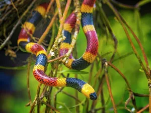Rainforests Prints: Costa Rican Coral Snake (Micrurus mosquitensis)