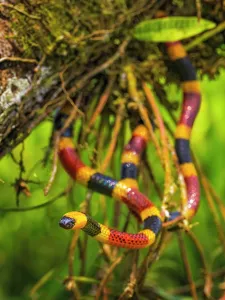 Rainforests Prints: Costa Rican Coral Snake (Micrurus mosquitensis)