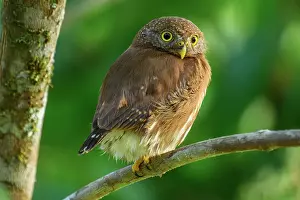 Owls Prints: Costa Rican Pygmy-Owl (Glaucidium costaricanum)