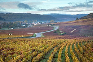Vineyards Collection: Cote de Beaune vineyards, Cote-d'Or, Burgundy, Bourgogne-Franche-Comte, France