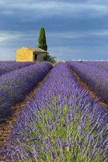 Cottage in Lavender field (Lavandula), Valensole, Plateau de Valensole, Alpes-de-Haute-Provence