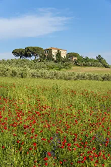 Grosseto Prints: Cottage with red poppy field near Grilli, Grosseto, Maremma, Tuscany, Italy