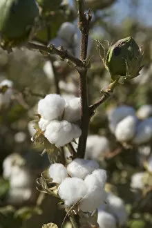 Images Dated 20th April 2015: Cotton field in Uzbekistan