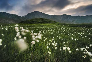 Appennino Prints: Cotton flower fields at sunset in the Appennines, Tuscany, Italy