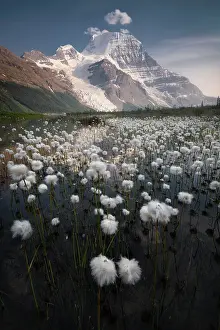 British Columbia Prints: Cotton Grass, Berg Lake, Mount Robson Provincial Park, British Columbia, Canada