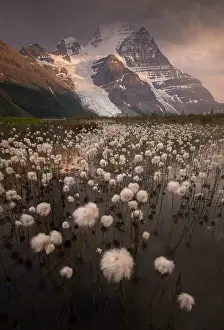 British Columbia Prints: Cotton Grass, Berg Lake, Mount Robson Provincial Park, British Columbia, Canada