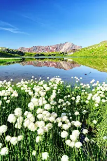 Wildflower Prints: Cotton grass in bloom, Lago Bianco