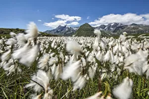 Wind Gallery: Cotton grass blowing in the wind at Andossi
