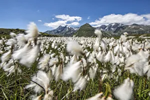 Wind Prints: Cotton grass blowing in the wind at Andossi