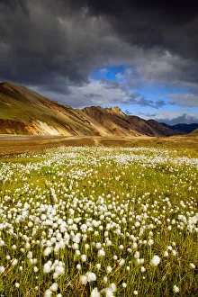 Cotton Grass, Landmannalaugar, Iceland