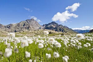 Images Dated 25th February 2016: Cotton grass summer blooming in Valgrosina. Lombardy, Italy