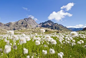 Lombardy Gallery: Cotton grass summer blooming in Valgrosina. Lombardy, Italy