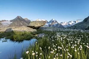 Images Dated 12th December 2017: Cotton grass surrounded by snowy peaks at summer Fuorcla Surlej St